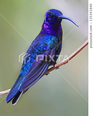 Violet Sabrewing Hummingbird male perched on a branch in the forest, Costa Rica 135341840