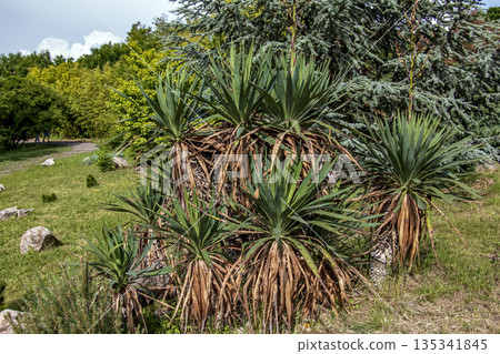 Yucca buds is a common plant in Central America. It is genus of woody evergreen plants of the subfamily Agavoideae of family Asparagaceae in May at the Nitra Botanical Garden in Slovakia. Yucca buds is a common plant in Central America. It is genus of woody evergreen plants of the subfamily Agavoideae of family Asparagaceae in May at the Nitra Botanical Garden in Slovakia. 135341845