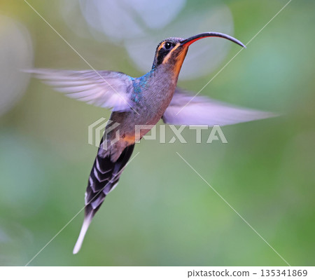Green Hermit Hummingbird female flying in the forest, Costa Rica Green Hermit Hummingbird female flying in the forest, Costa Rica 135341869