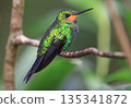 Green Crowned Brilliant Hummingbird female perched on a branch in the forest, Costa Rica 135341872
