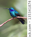 Lesser Violetear Hummingbird female perched on a branch in the forest, Costa Rica 135341874