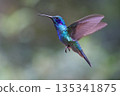 Lesser Violetear Hummingbird flying in the forest, Costa Rica 135341875