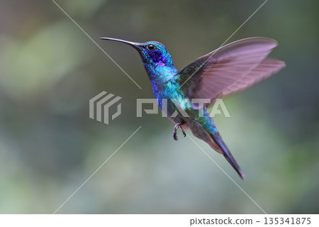 Lesser Violetear Hummingbird flying in the forest, Costa Rica Lesser Violetear Hummingbird flying in the forest, Costa Rica 135341875