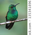Stripe-tailed Hummingbird perched on a branch in the forest, Costa Rica 135341896