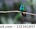 Stripe-tailed Hummingbird perched on a branch in the forest, Costa Rica 135341897