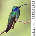 Lesser Violetear Hummingbird female perched on a branch in the forest, Costa Rica 135341898