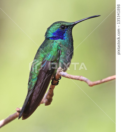 Lesser Violetear Hummingbird female perched on a branch in the forest, Costa Rica 135341898