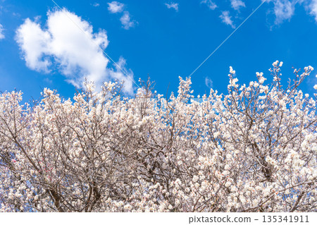 埼玉縣藍天梅花景 135341911