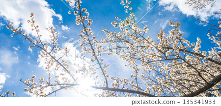 埼玉縣藍天梅花景 135341933