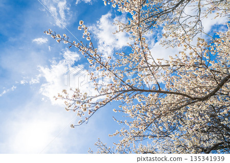 埼玉縣藍天梅花景 埼玉縣藍天梅花景 135341939