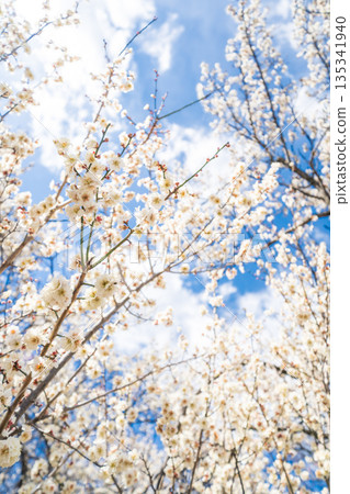 "Saitama Prefecture" Blue sky and plum grove scenery 135341940
