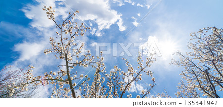 埼玉縣藍天梅花景 埼玉縣藍天梅花景 135341942