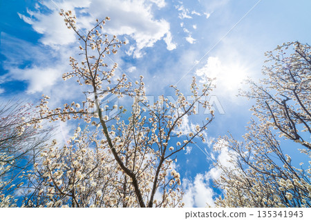 埼玉縣藍天梅花景 135341943
