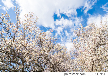 埼玉縣藍天梅花景 埼玉縣藍天梅花景 135341951