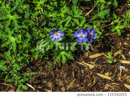 Geranium magnificum, or purple beak, is species of plant in genus Geranium of the family Geraniaceae. Geranium magnificum, or purple beak, is species of plant in genus Geranium of the family Geraniaceae. 135342055