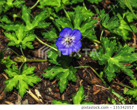 Geranium magnificum, or purple beak, is a species of plant in genus Geranium of family Geraniaceae. 135342057