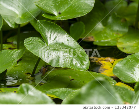 水滴落在水龍捲葉片上 135342077
