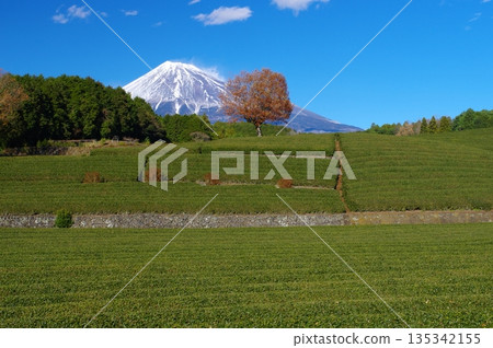 小渕簪茶園和富士山 小渕簪茶園和富士山 135342155