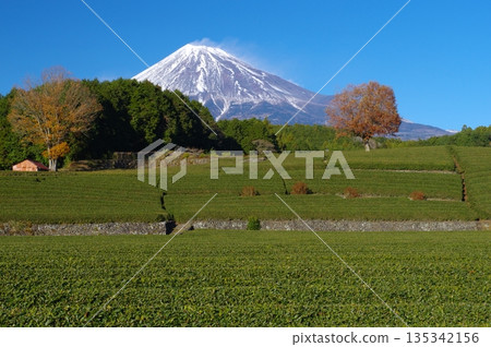 Obuchisasaba Tea Fields and Mt. Fuji 135342156