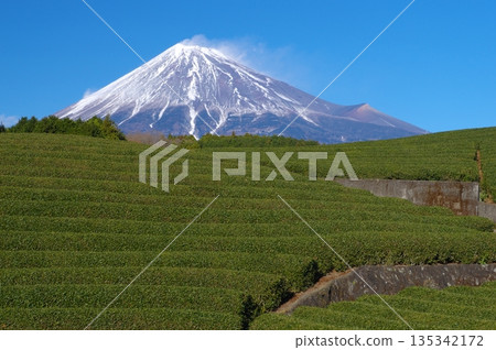 Obuchisasaba Tea Fields and Mt. Fuji Obuchisasaba Tea Fields and Mt. Fuji 135342172