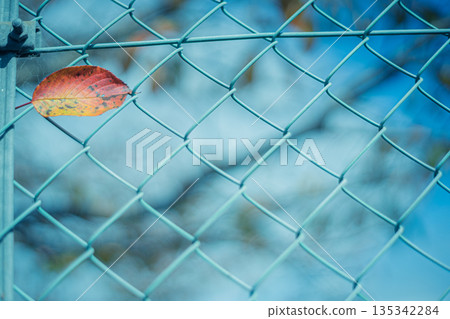 拍攝縐綢街道，這裡從江戶時代到明治時代和昭和初期，高品質的丹後縐綢在這裡蓬勃發展。 135342284