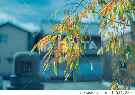 拍攝縐綢街道，這裡從江戶時代到明治時代和昭和初期，高品質的丹後縐綢在這裡蓬勃發展。 135342286