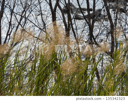 Waterside reeds swaying in the strong wind 135342323