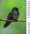 Green small Hummingbird perched on a branch in the forest, Costa Rica 135342341