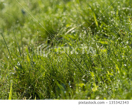 有水滴的河床植物 有水滴的河床植物 135342343