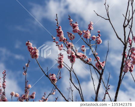 Blue sky and pink plums Blue sky and pink plums 135342378