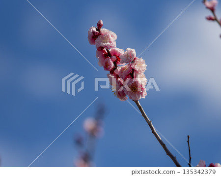 Blue sky and pink plums Blue sky and pink plums 135342379