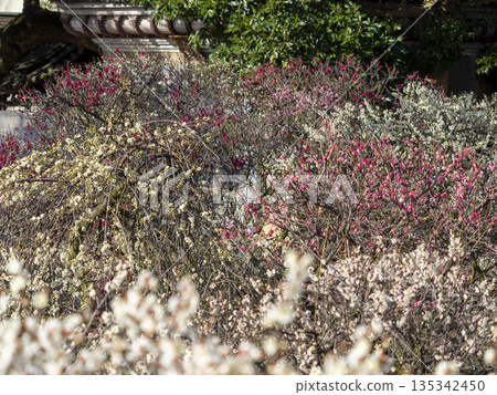 Plum blossoms blooming in the plum garden Plum blossoms blooming in the plum garden 135342450