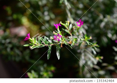 Delicate purple flowers of Cuphea hyssopifolia with glossy green leaves growing outdoors. Mexican heather bloom captured in natural sunlight. Delicate purple flowers of Cuphea hyssopifolia with glossy green leaves growing outdoors. Mexican heather bloom captured in natural sunlight. 135342464
