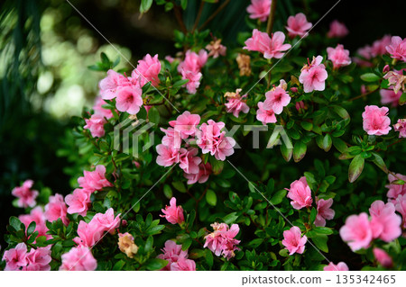 Pink flowers of Kirin azalea rhododendron blooming on a dense green shrub in a garden. Spring ornamental plant with soft petals in natural light. Pink flowers of Kirin azalea rhododendron blooming on a dense green shrub in a garden. Spring ornamental plant with soft petals in natural light. 135342465