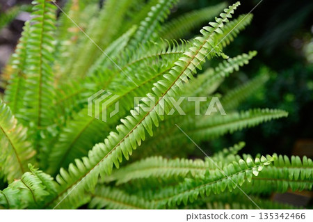 Close up of Boston fern fronds Nephrolepis exaltata evergreen fern species from the Nephrolepidaceae family native to the Americas 135342466