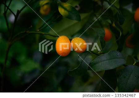 Two oval Nagami kumquat fruits hanging close on branch with green leaves. Citrus Rutaceae plant from Japan with soft blurred green background Two oval Nagami kumquat fruits hanging close on branch with green leaves. Citrus Rutaceae plant from Japan with soft blurred green background 135342467