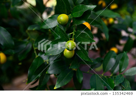 Several oval Marumi kumquat fruits hanging on branch with dry leaves. Unripe yellow green Fortunella japonica citrus Rutaceae from Japan Several oval Marumi kumquat fruits hanging on branch with dry leaves. Unripe yellow green Fortunella japonica citrus Rutaceae from Japan 135342469