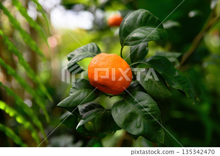 Ripe mandarin orange growing on a tree with glossy green leaves in a tropical garden. Citrus reticulata Blanco fruit from South Asia close up Ripe mandarin orange growing on a tree with glossy green leaves in a tropical garden. Citrus reticulata Blanco fruit from South Asia close up 135342470