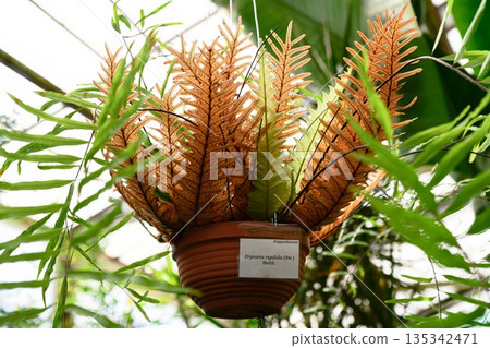 Hanging fern Drynaria rigidula with brown fertile fronds in pot tropical epiphytic plant from the Polypodiaceae family growing in greenhouse 135342471