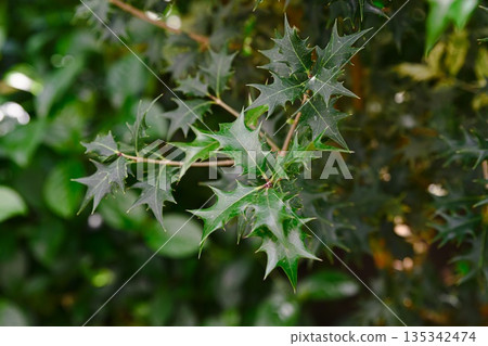 Green leaves of Osmanthus heterophyllus evergreen shrub with spiny holly like foliage shown in close up in natural outdoor conditions Green leaves of Osmanthus heterophyllus evergreen shrub with spiny holly like foliage shown in close up in natural outdoor conditions 135342474