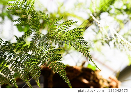 Close up of Davallia canariensis fern fronds with soft backlight creating a fresh natural botanical background indoors with shallow depth of field 135342475