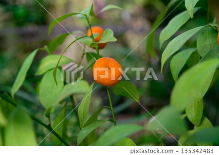 Single clementine fruit hanging against soft green background. Natural citrus hybrid growth with fresh and healthy harvest mood. 135342483
