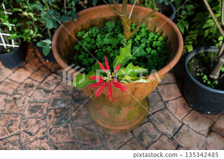 Red poinsettia plant growing in a clay pot on a garden patio. Decorative tropical plant with green leaves and bright bracts in natural outdoor light. Red poinsettia plant growing in a clay pot on a garden patio. Decorative tropical plant with green leaves and bright bracts in natural outdoor light. 135342485