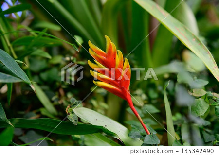 Bright red and yellow heliconia flower growing in lush tropical foliage. Exotic rainforest plant with vibrant colors and natural garden atmosphere. 135342490