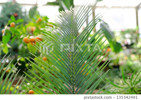 Green frond of Macrozamia macdonnellii cycad growing in a botanical garden. Ancient tropical plant with symmetrical leaves and lush background. 135342491