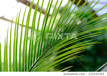 Detailed view of Macrozamia macdonnellii leaf in tropical greenhouse. Rare cycad species with elegant structure and vibrant green foliage. 135342492