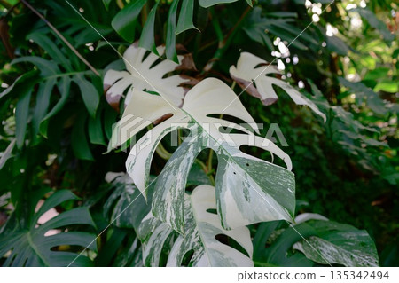 Variegated Monstera deliciosa with large split leaves showing white and green patterns in tropical garden foliage, exotic houseplant texture and nature detail 135342494