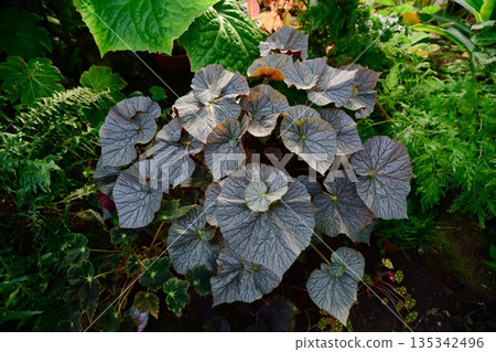 Begonia rex plant with large silver gray textured leaves growing in a lush garden bed. Decorative foliage plant with rich patterns and natural light. 135342496