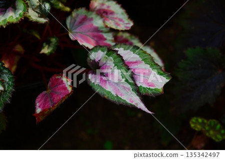 Begonia rex plant with colorful pink green and silver leaves in natural shade. Decorative foliage with rich texture growing in a garden environment. 135342497