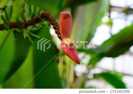 Close up of Musa manni flower with pink bracts and stamens in tropical India. Rare wild banana species showing botanical structure and exotic form. 135342500